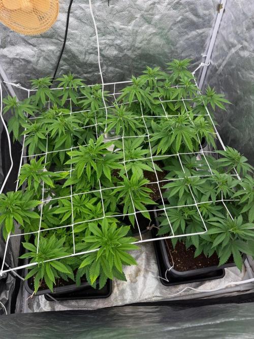 Purple Cookie Kush Fem. Week 7