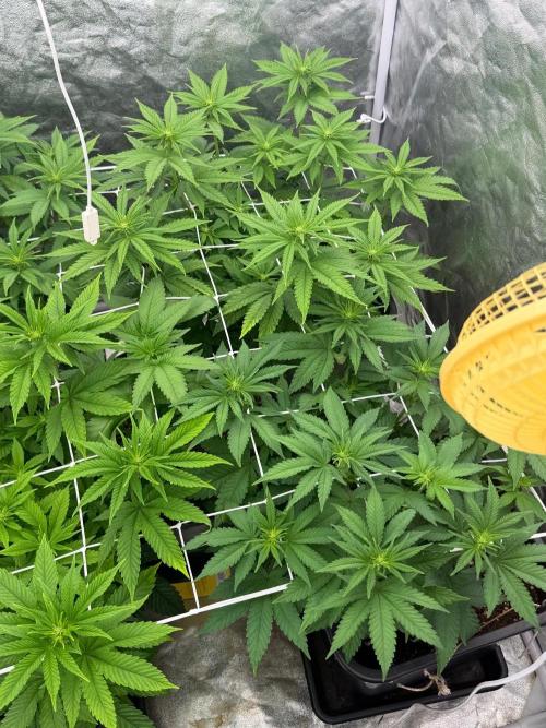 90x90 / Purple Cookie Kush 420w. Week 7