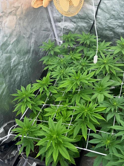 90x90 / Purple Cookie Kush 420w. Week 7