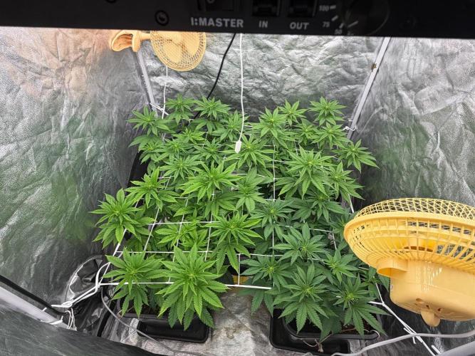 90x90 / Purple Cookie Kush 420w. Week 7