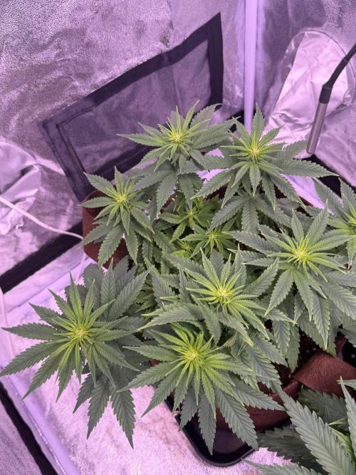 120x60/ Critical Widow/ 310w. Week 7