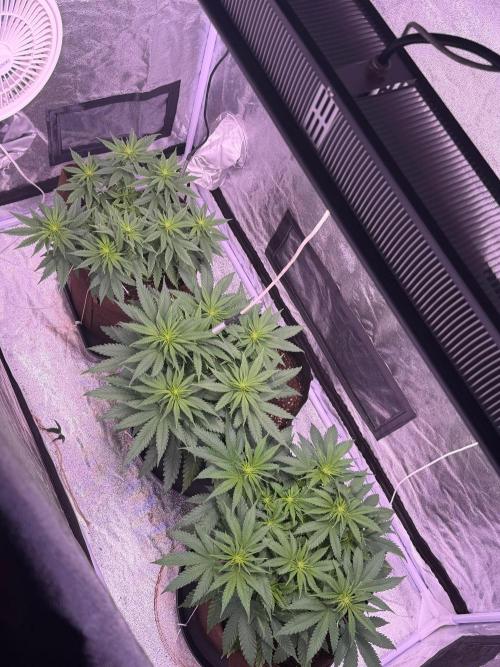 120x60/ Critical Widow/ 310w. Week 7