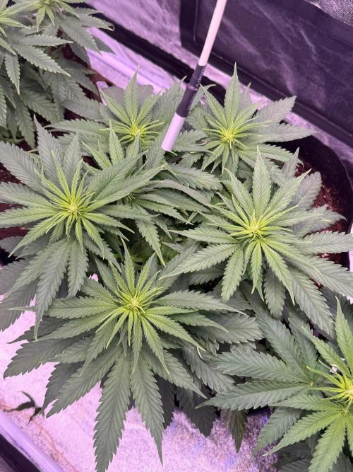 120x60/ Critical Widow/ 310w. Week 7