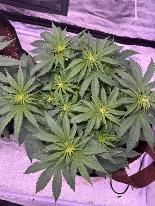 120x60/ Critical Widow/ 310w. Week 7