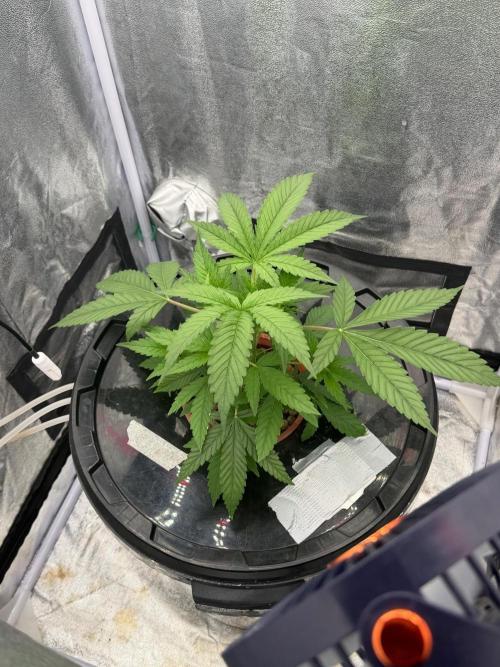 Somango / 60x60 / 200w. Week 5
