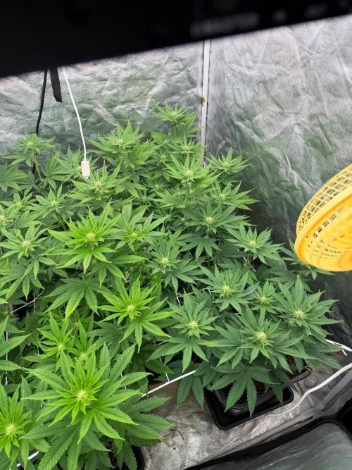 90x90 / Purple Cookie Kush 420w. Week 8