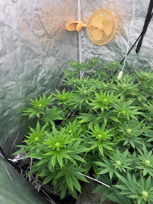 90x90 / Purple Cookie Kush 420w. Week 8 - Day 5 September 