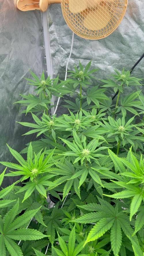 90x90 / Purple Cookie Kush 420w