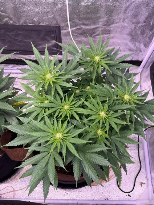 120x60/ Critical Widow/ 310w. Week 8