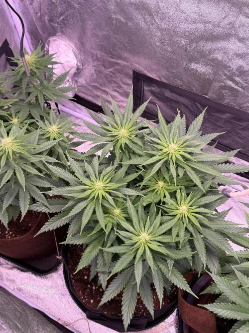 120x60/ Critical Widow/ 310w. Week 8