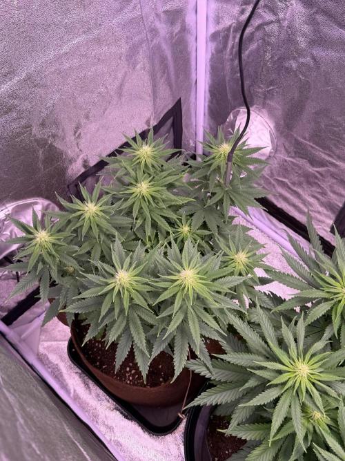 120x60/ Critical Widow/ 310w. Week 8
