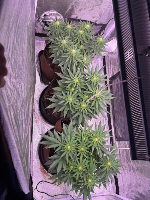 Critical Widow. Week 8
