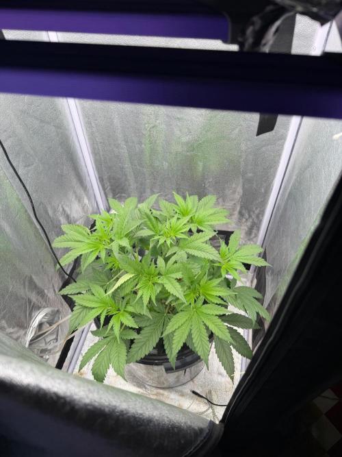 Somango / 60x60 / 200w. Week 6