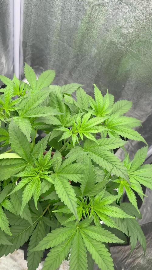 Somango / 60x60 / 200w