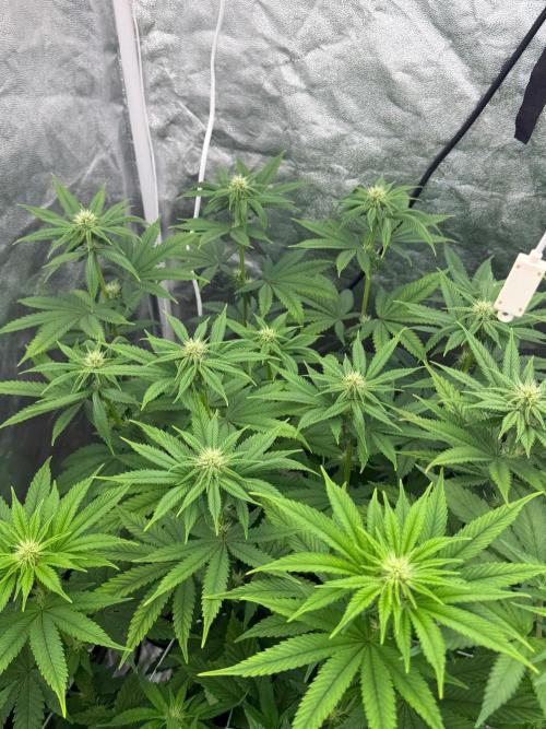 90x90 / Purple Cookie Kush 420w. Week 8