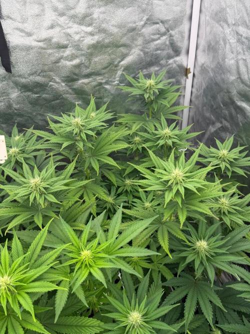 90x90 / Purple Cookie Kush 420w. Week 8
