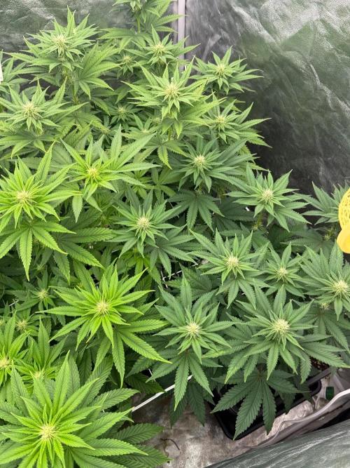 90x90 / Purple Cookie Kush 420w. Week 8