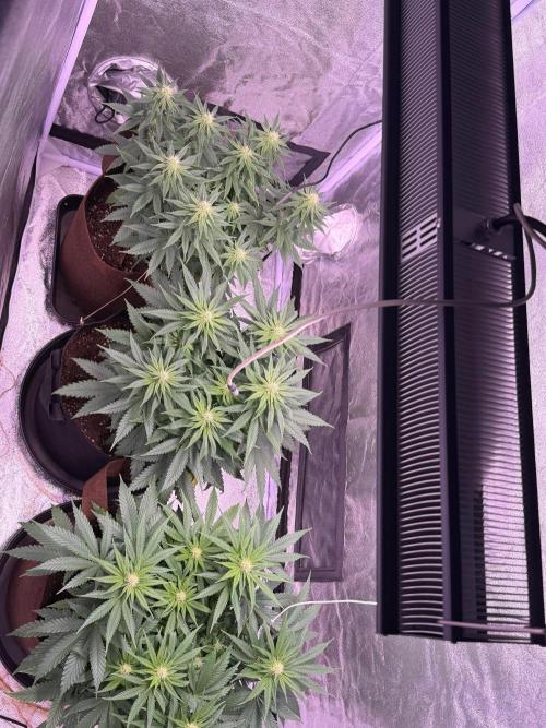 Critical Widow. Week 8