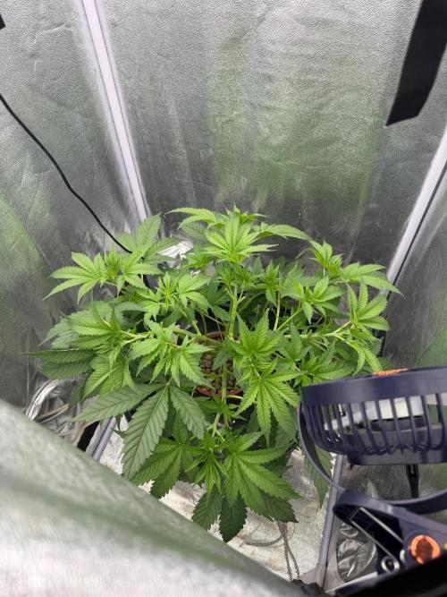 Somango. Week 6