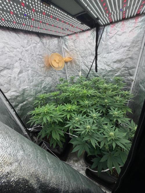 90x90 / Purple Cookie Kush 420w. Week 8