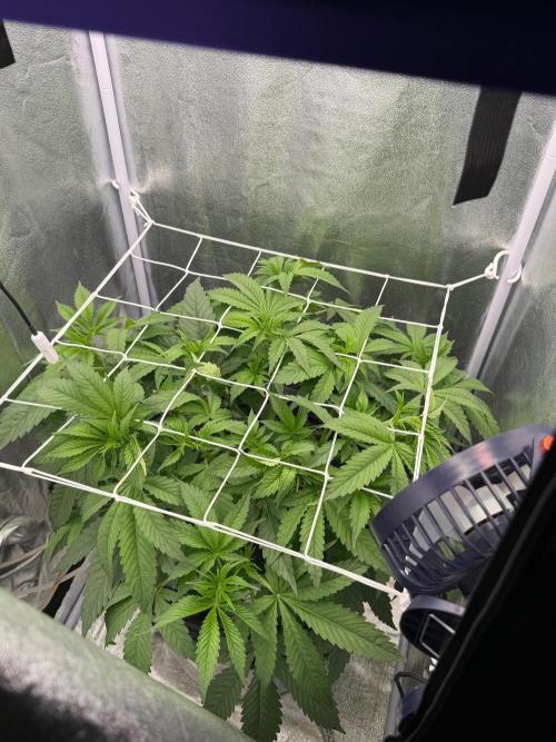 Somango / 60x60 / 200w. Week 6