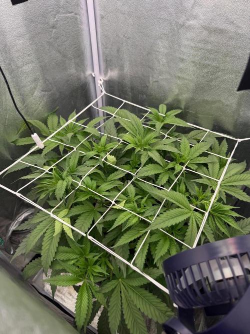 Somango / 60x60 / 200w. Week 6