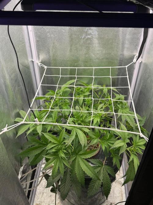 Somango. Week 6