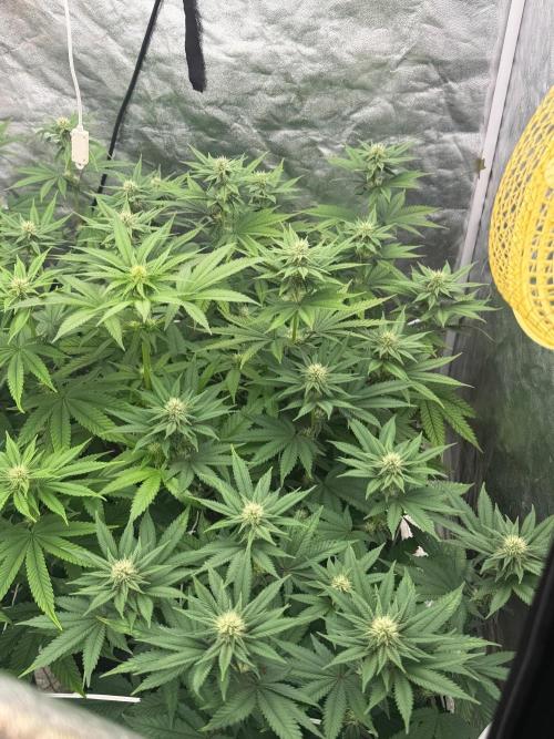 90x90 / Purple Cookie Kush 420w. Week 8