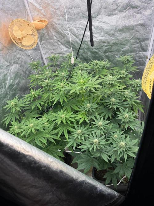 90x90 / Purple Cookie Kush 420w. Week 8