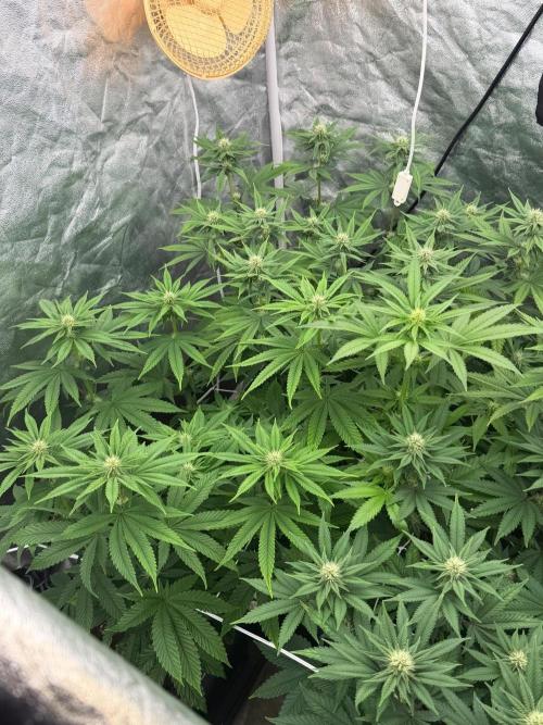 90x90 / Purple Cookie Kush 420w. Week 8