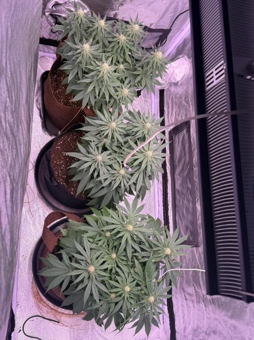 120x60/ Critical Widow/ 310w. Week 8