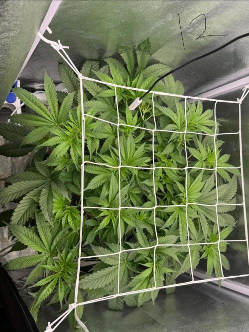 Somango / 60x60 / 200w. Week 7
