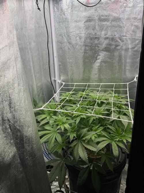 Somango / 60x60 / 200w. Week 7
