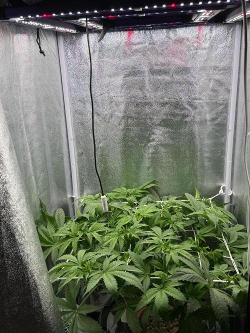 Somango / 60x60 / 200w. Week 7
