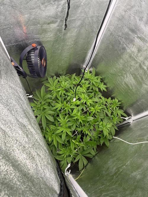 Somango / 60x60 / 200w. Week 7