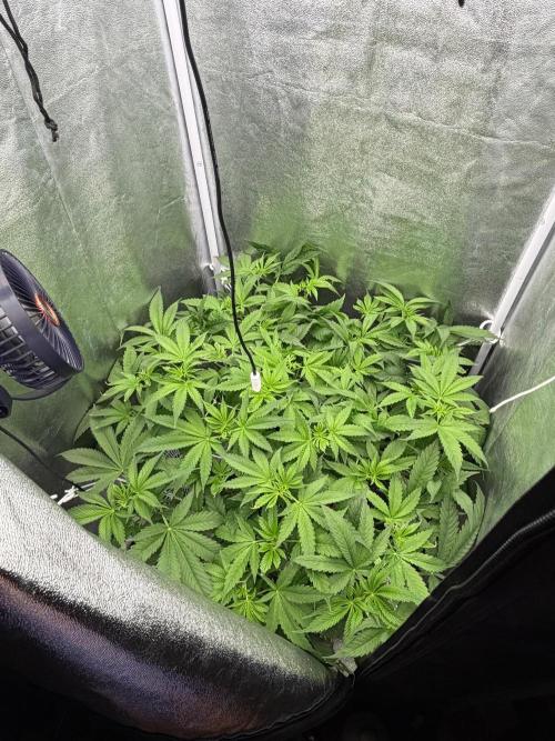 Somango / 60x60 / 200w. Week 7