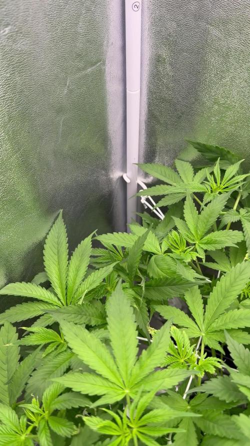 Somango / 60x60 / 200w