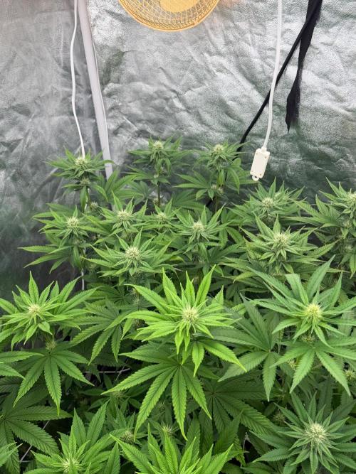 90x90 / Purple Cookie Kush 420w. Week 9