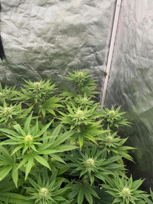 90x90 / Purple Cookie Kush 420w. Week 9