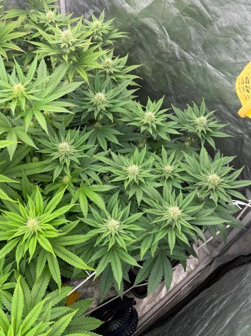 90x90 / Purple Cookie Kush 420w. Week 9