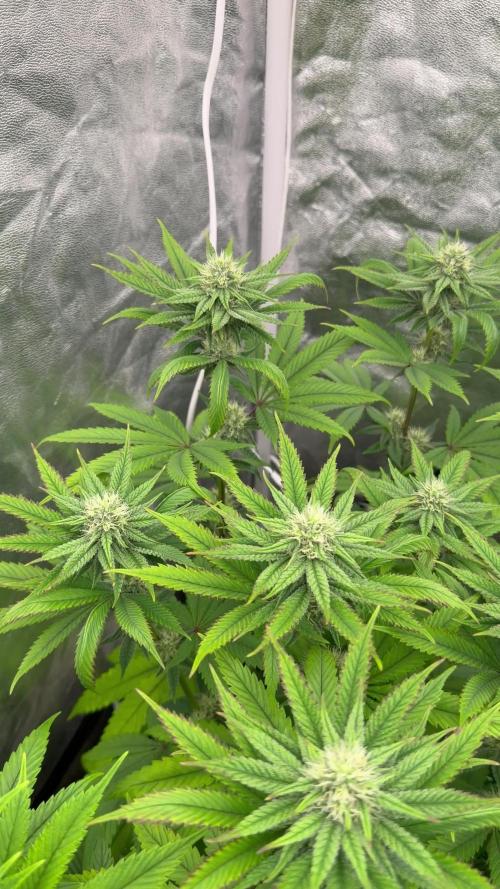 90x90 / Purple Cookie Kush 420w