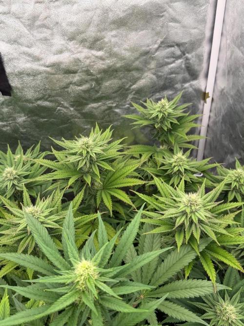 90x90 / Purple Cookie Kush 420w. Week 9