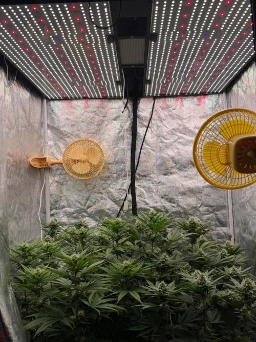 90x90 / Purple Cookie Kush 420w. Week 9