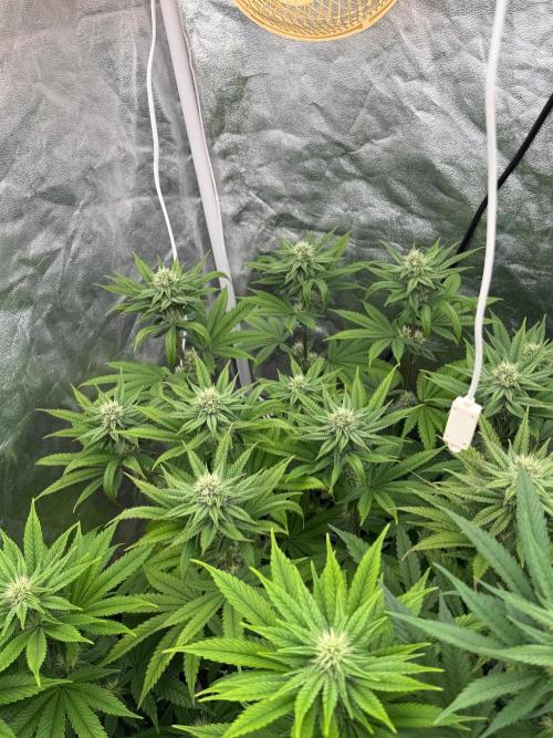90x90 / Purple Cookie Kush 420w. Week 9