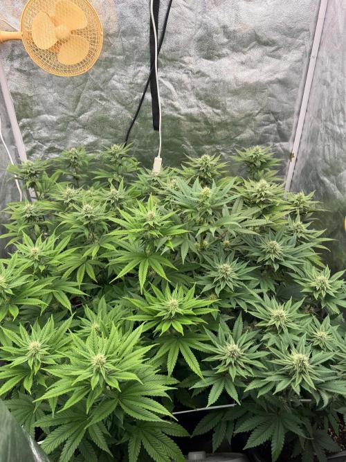 90x90 / Purple Cookie Kush 420w. Week 9