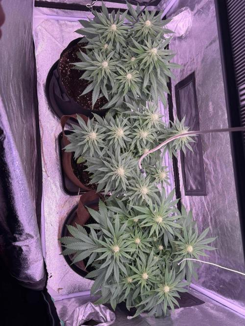 120x60/ Critical Widow/ 310w. Week 9