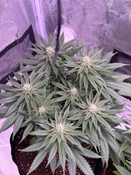 120x60/ Critical Widow/ 310w. Week 9