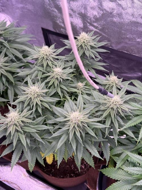 120x60/ Critical Widow/ 310w. Week 9