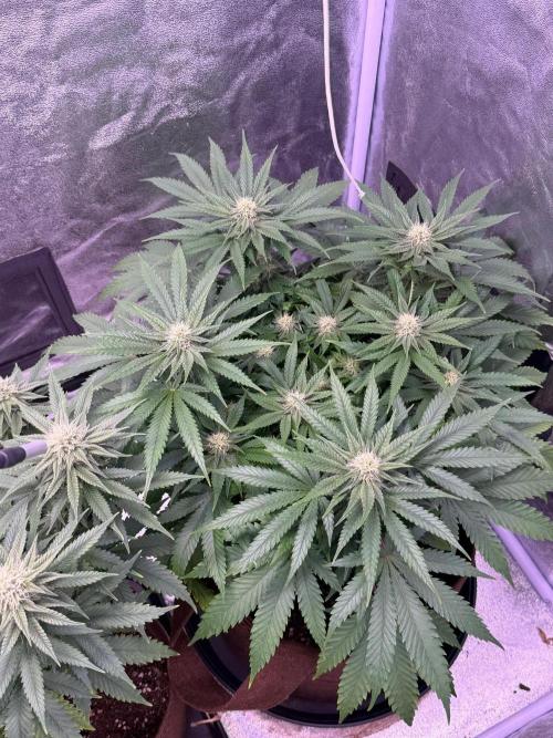 120x60/ Critical Widow/ 310w. Week 9