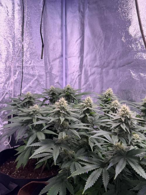 120x60/ Critical Widow/ 310w. Week 9